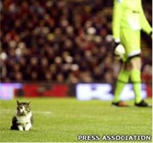 Gato passeou pelo gramado do campo do Liverpool até ser capturado por um segurança