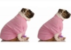Saiba como perder medidas e afinar o corpo (até de um cachorro!) com o Photoshop - Getty Image