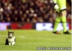Gato invade partida do Liverpool e ganha 30 mil fãs no Twitter - PA/BBC